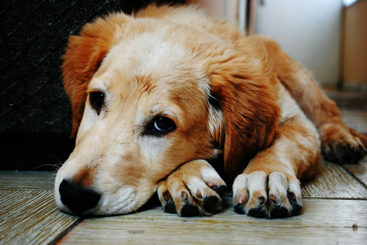 Sintomas da leptospirose em cachorro