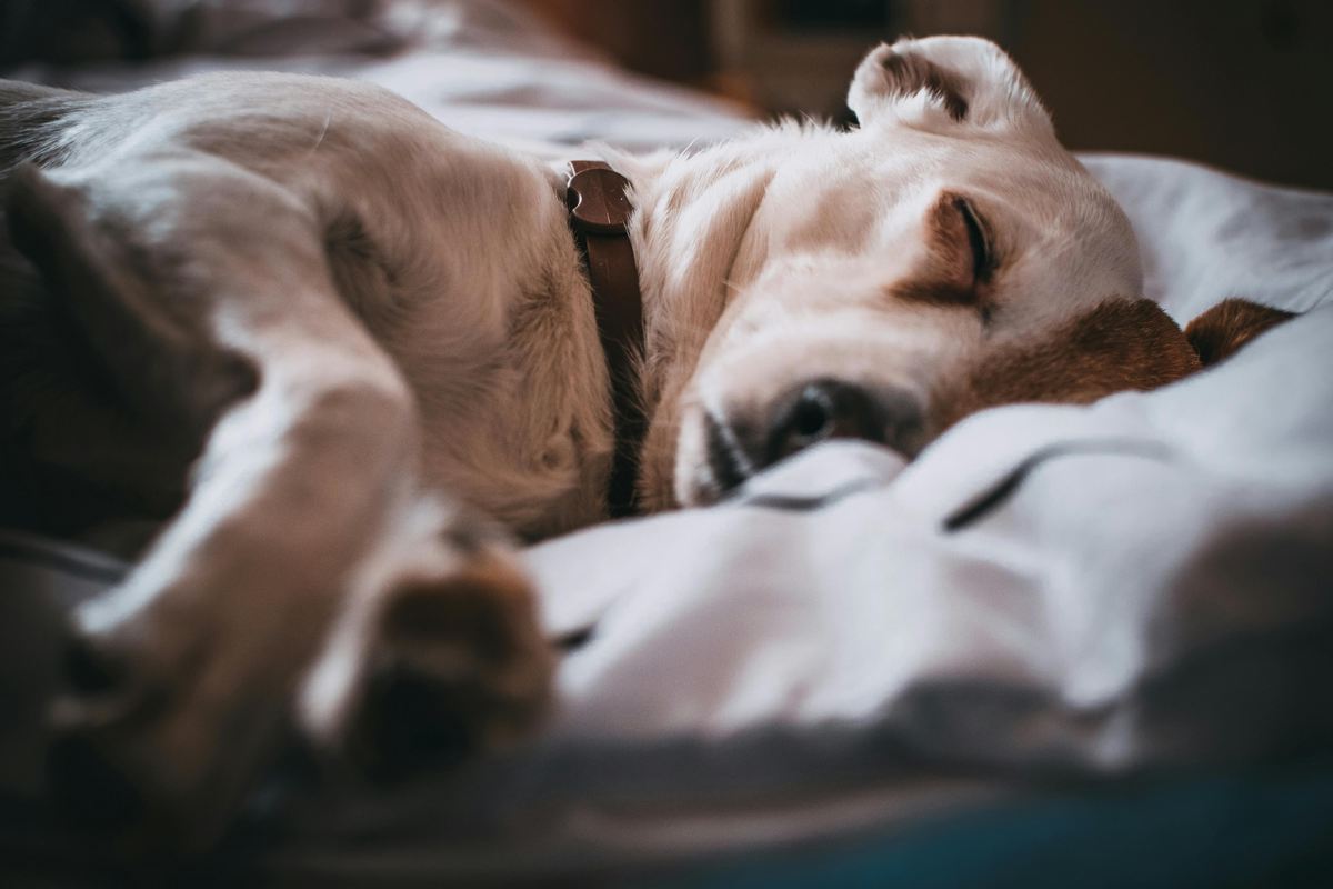 Sintomas de hiperadreno em cães