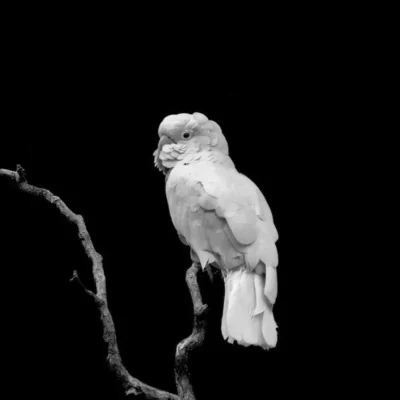 cacatua preço