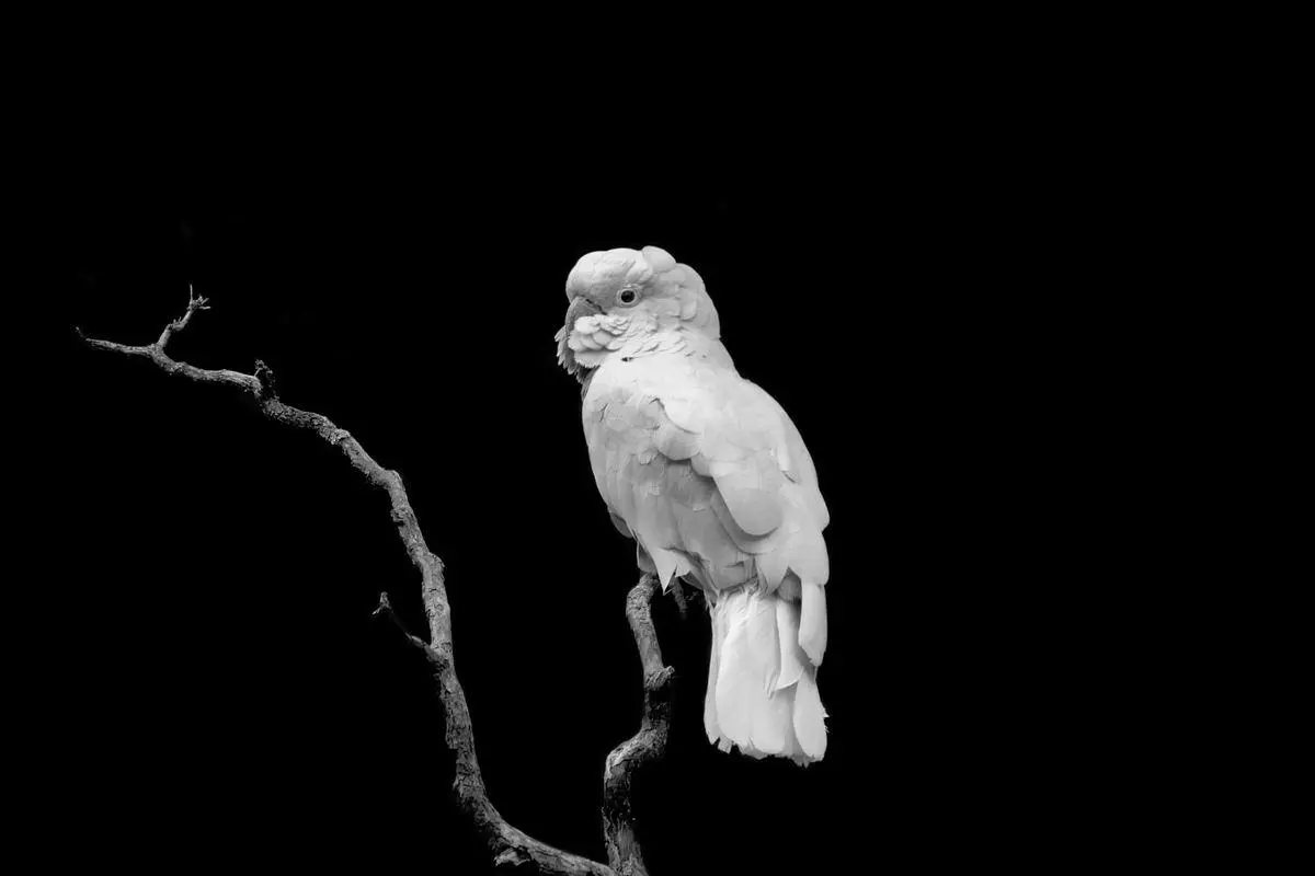 cacatua preço