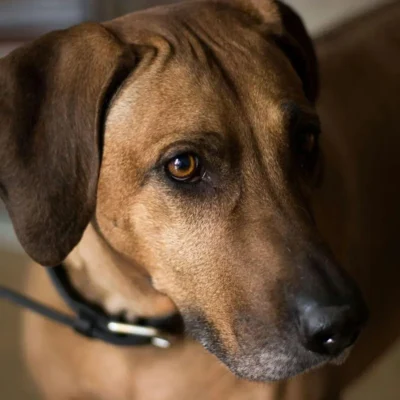 rhodesian ridgeback