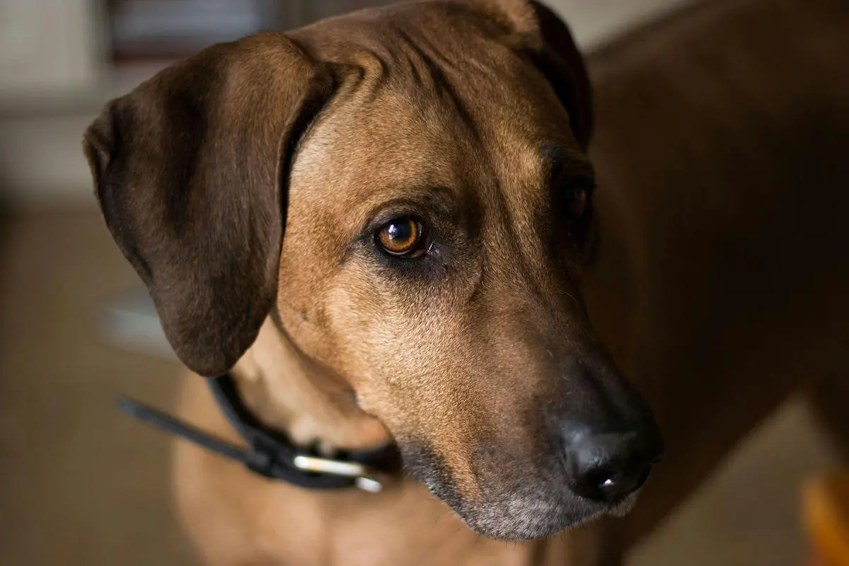 rhodesian ridgeback