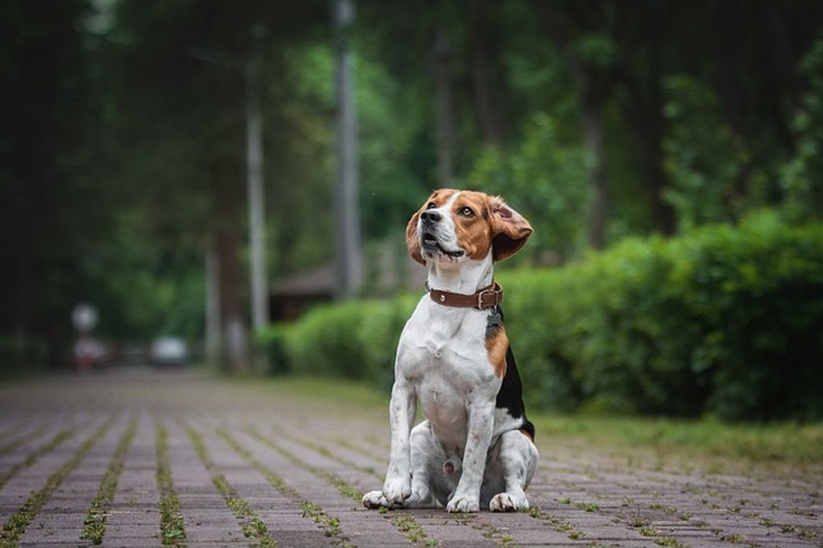 10 raças de cachorro super legais