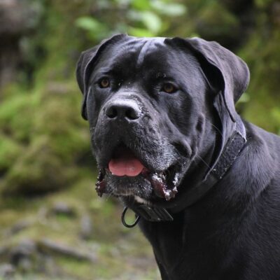 Descubra tudo sobre o Cane Corso