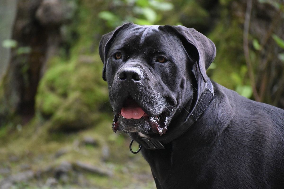 Descubra tudo sobre o Cane Corso