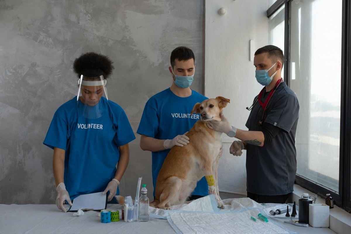 Workshop de veterinária