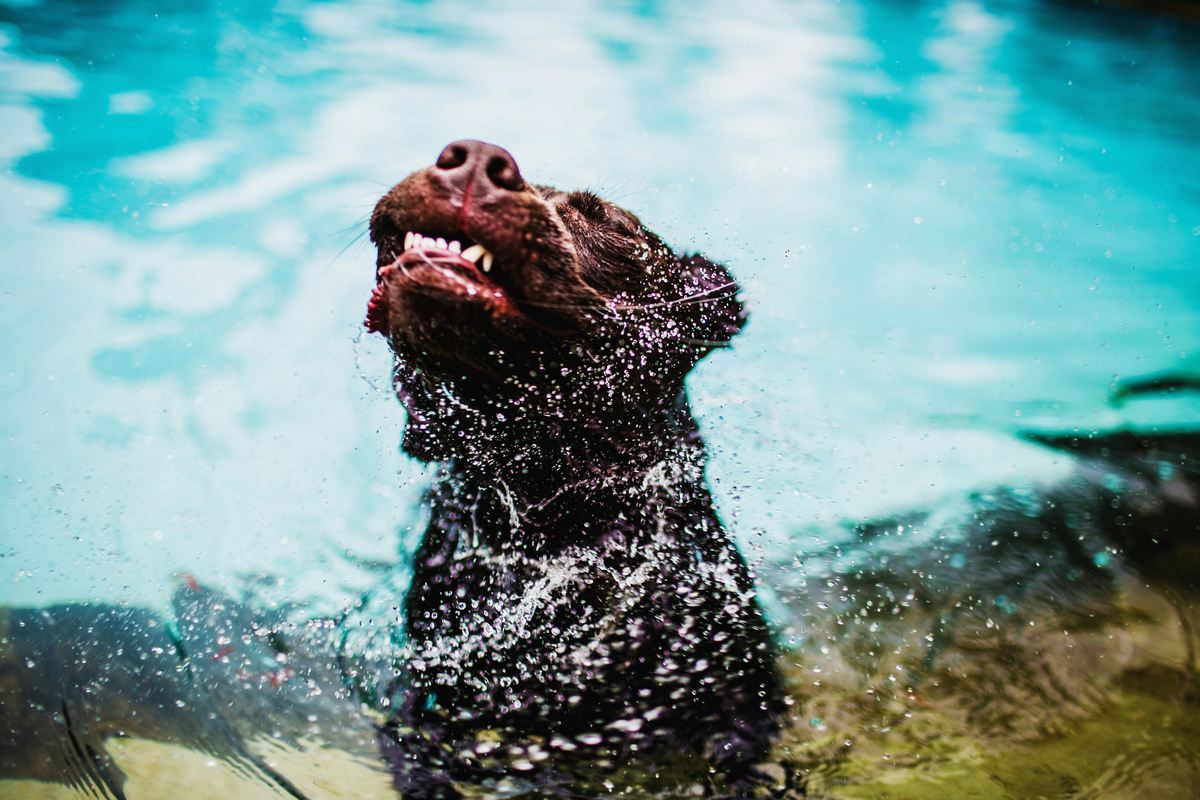 Cachorro na piscina