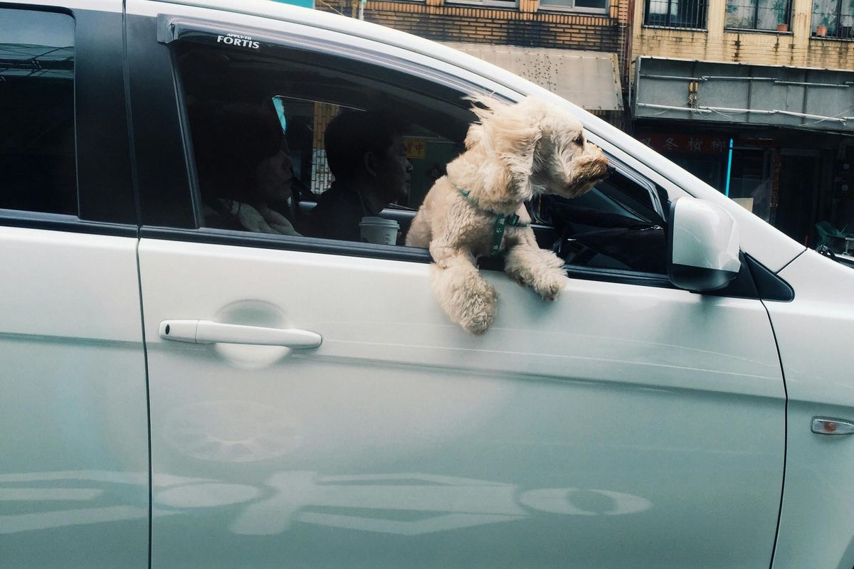 Transporte de animais no carro