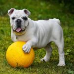 Como cortar unha de cachorro