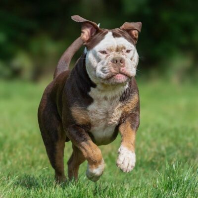 Dieta Para Pet Emagrecer