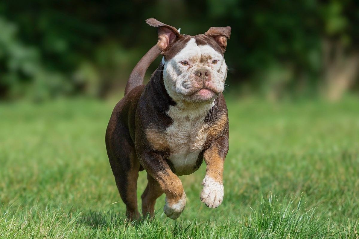 Dieta Para Pet Emagrecer