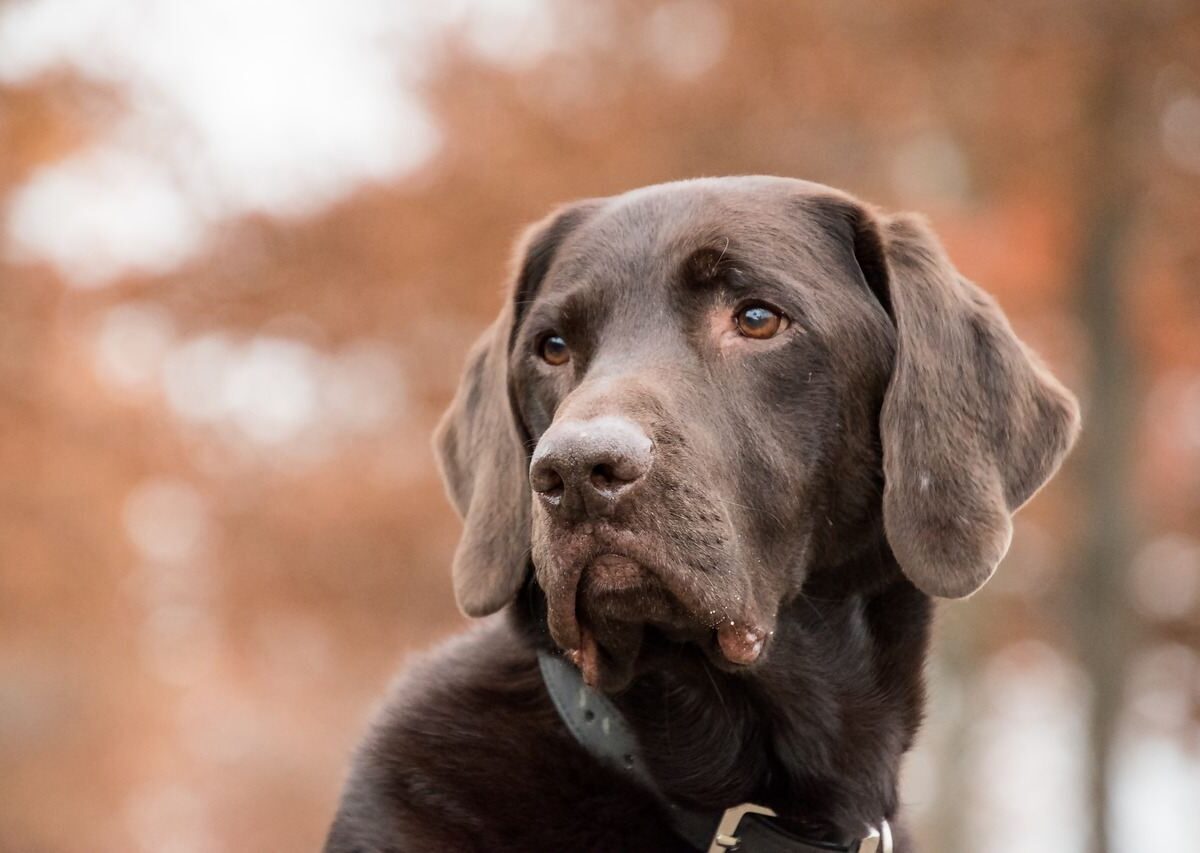 Frases sobre cachorro para Instagram