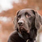 Frases sobre cachorro para Instagram