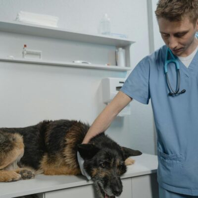 Veterinário em Guarulhos