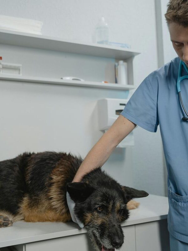 Veterinário em Guarulhos