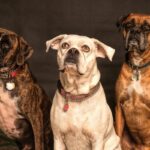hotel para cães em Guarulhos