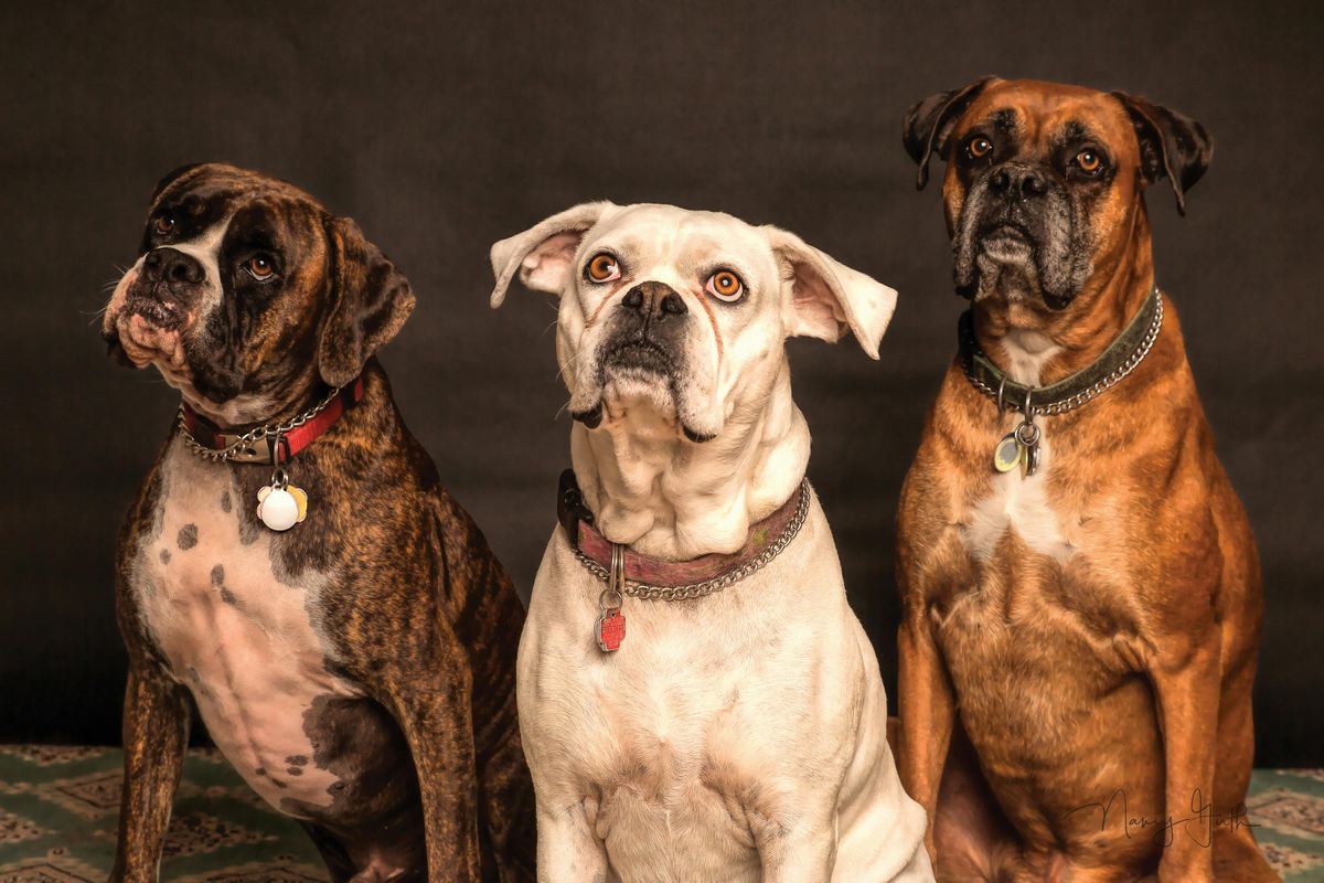hotel para cães em Guarulhos