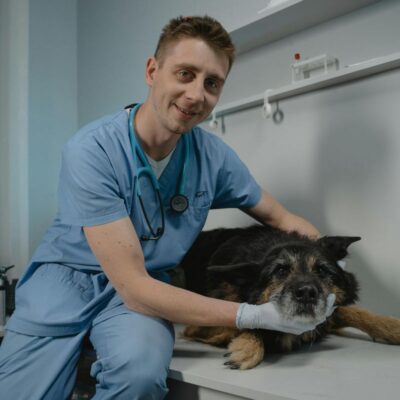 veterinário em São Paulo