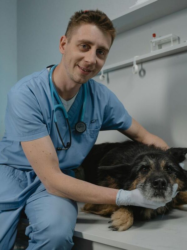 veterinário em São Paulo