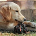 Brinquedos Artesanais para Pets Você Pode Fazer em Casa