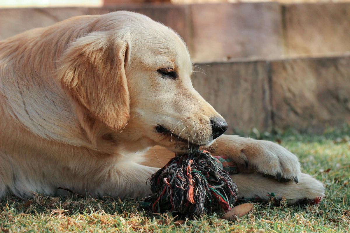 Brinquedos Artesanais para Pets Você Pode Fazer em Casa