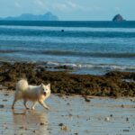 viajar com pet