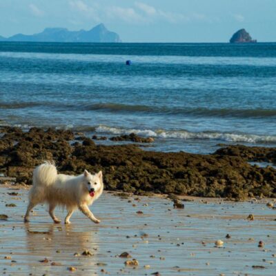viajar com pet