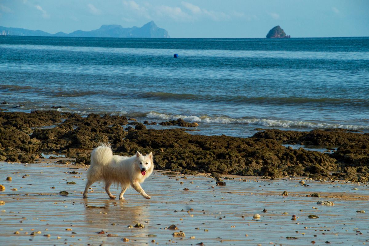 viajar com pet