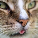 7 motivos para investir em seguidores para o perfil da sua pet shop