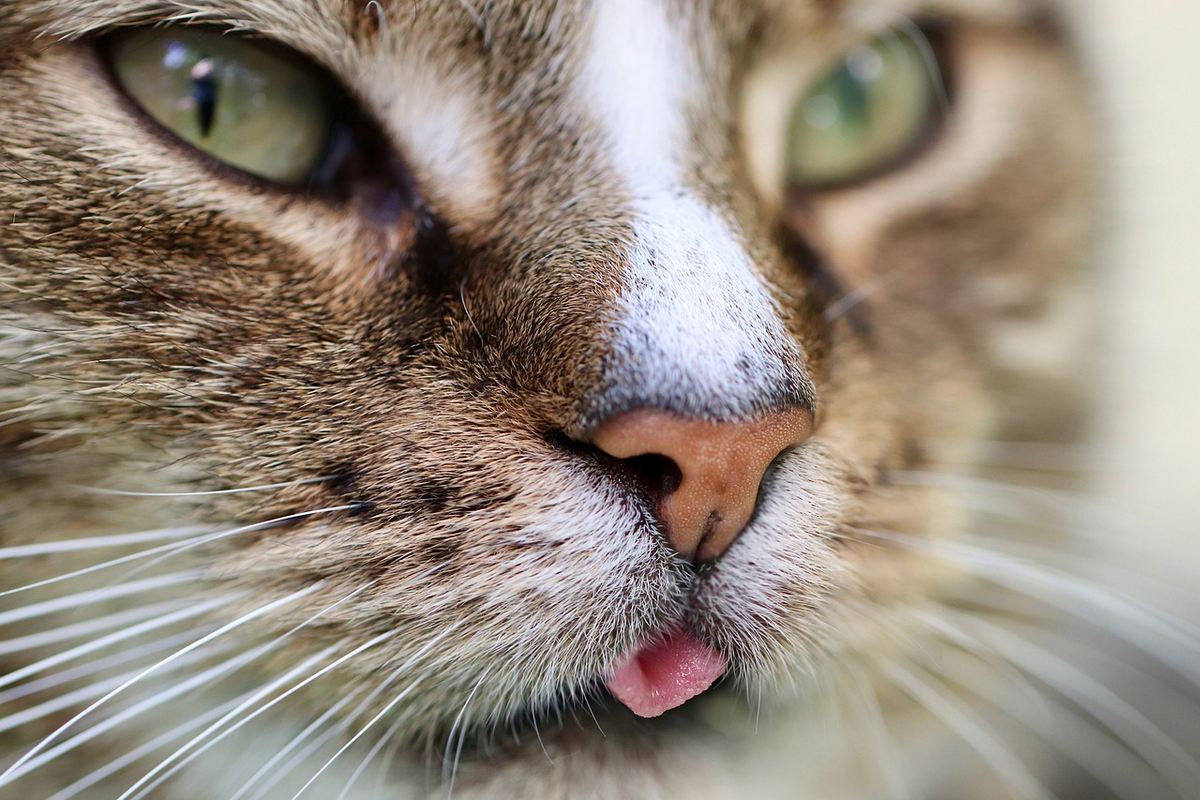 7 motivos para investir em seguidores para o perfil da sua pet shop