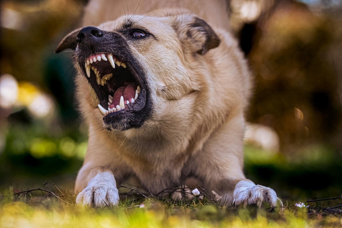 Cachorro que morde as pessoas