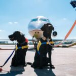 Como levar cachorro no avião