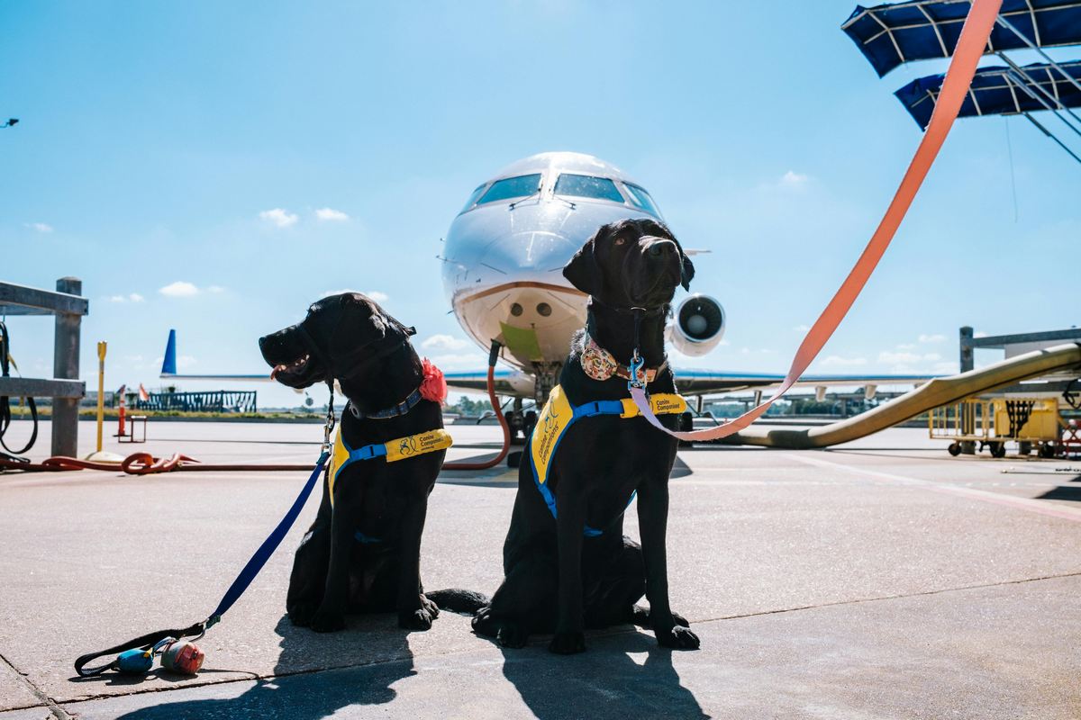 Como levar cachorro no avião