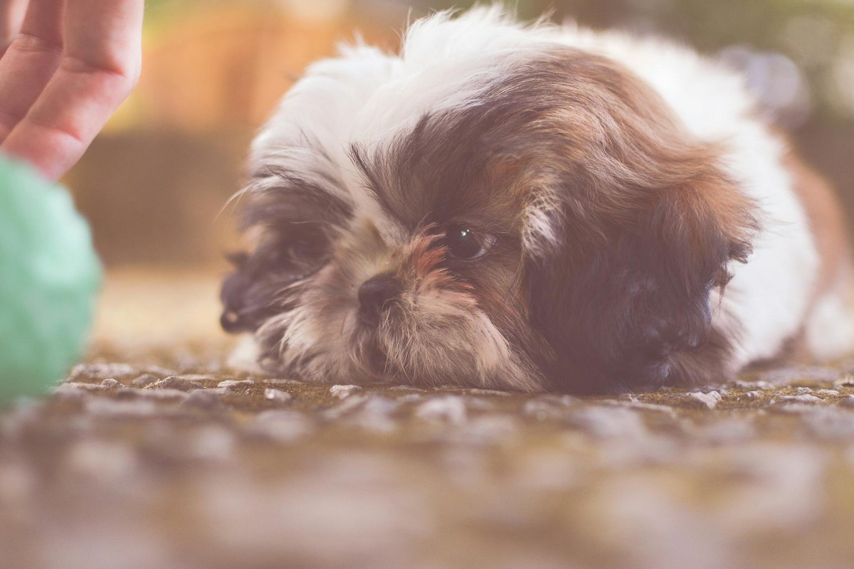 Dermatite Shih Tzu