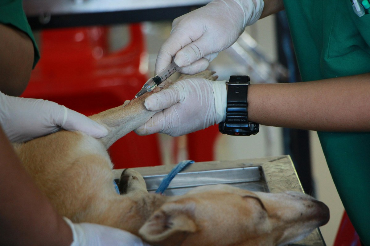 Mirtazapina para cachorro: O que você precisa saber agora