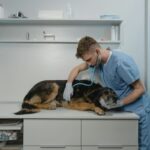 Vacinação em cães