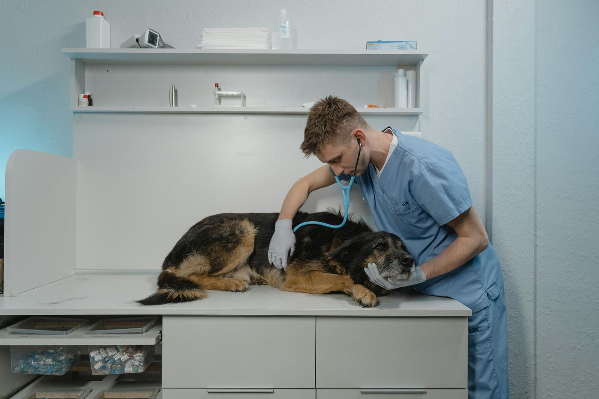 Vacinação em cães