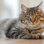 Vitaminas para gatos com felv