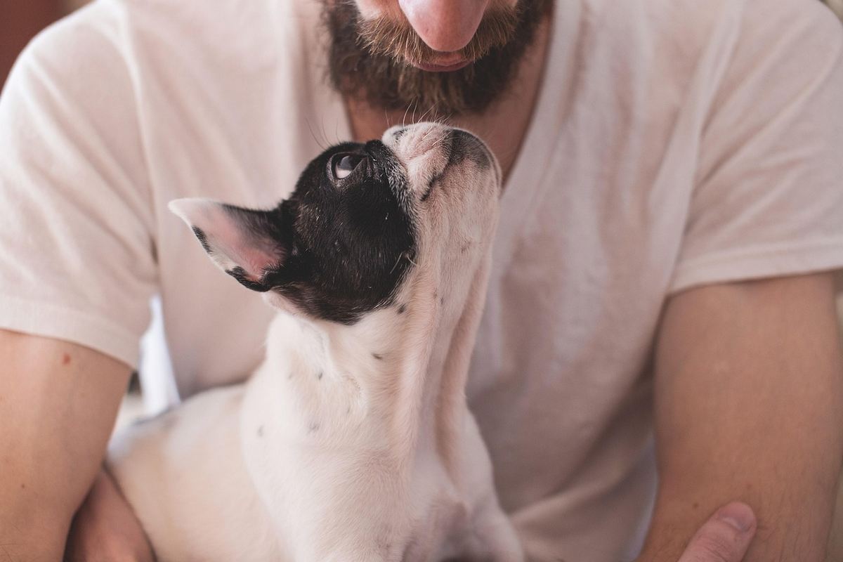 Animais de estimação na reabilitação