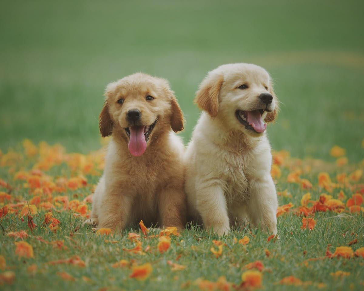 Venda de cães filhotes