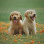 Venda de cães filhotes