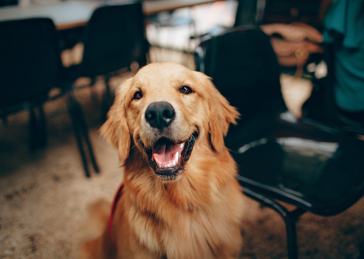 Epilepsia em cães