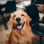 Epilepsia em cães