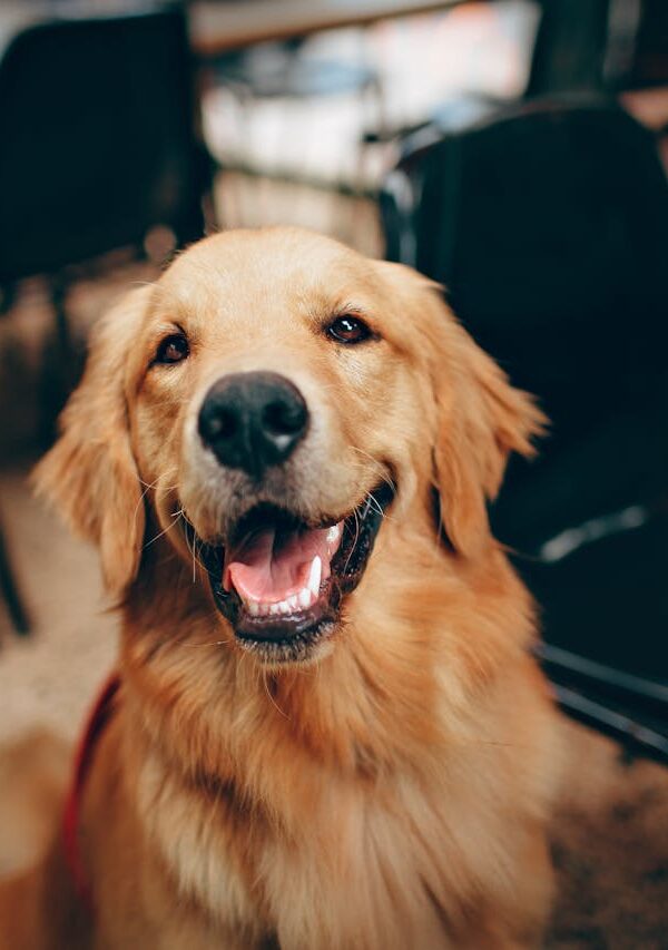 Epilepsia em cães