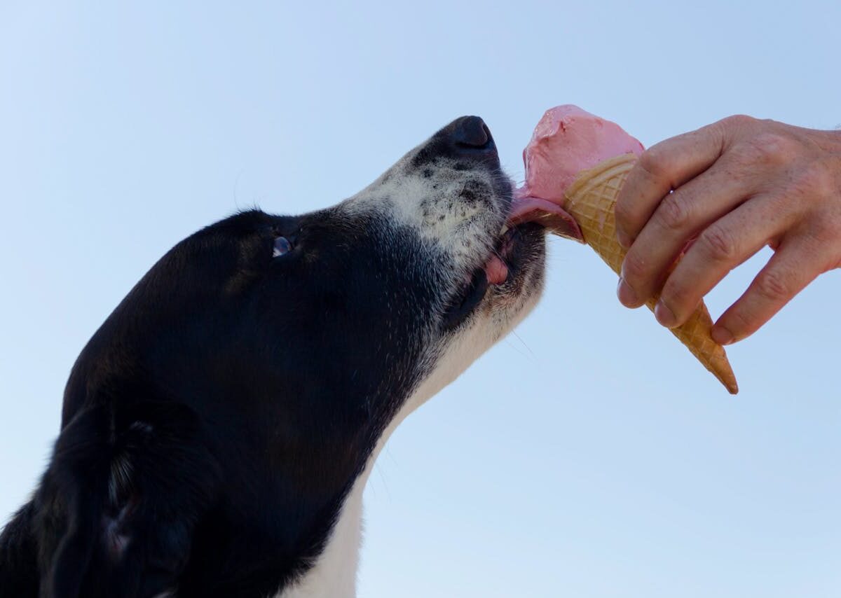 Quantas vezes o cachorro deve comer por dia