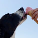 Quantas vezes o cachorro deve comer por dia