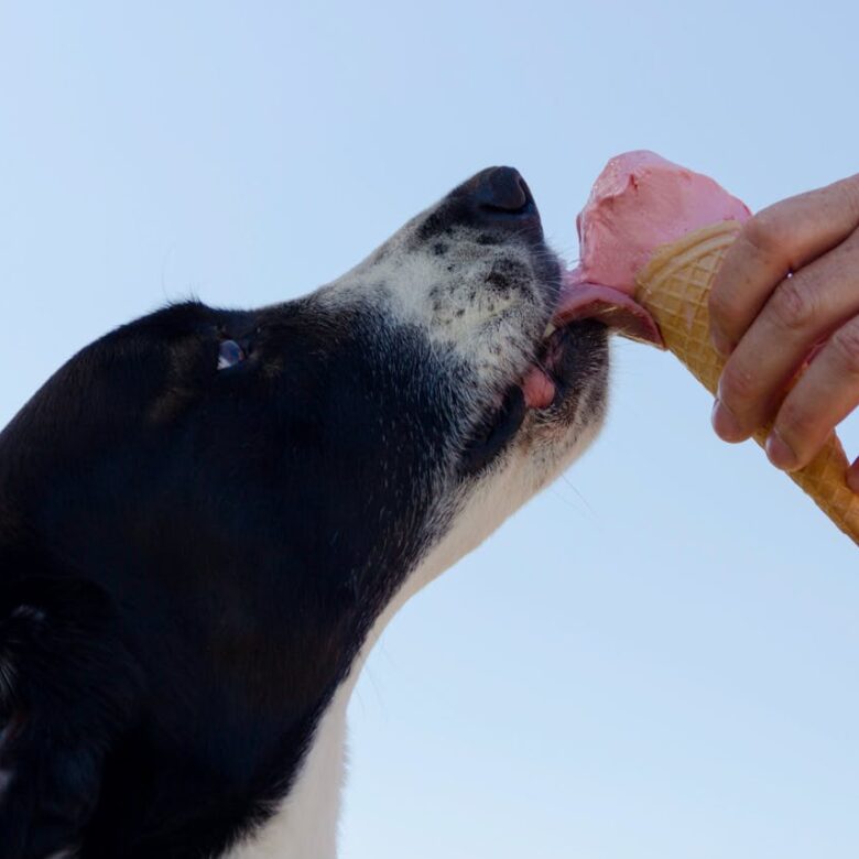 Quantas vezes o cachorro deve comer por dia
