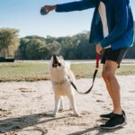 Caminhada com o cachorro