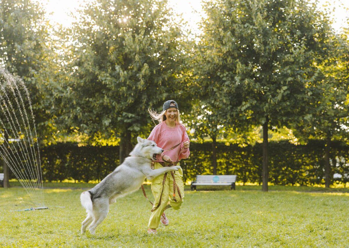 Curso de adestrador de cães