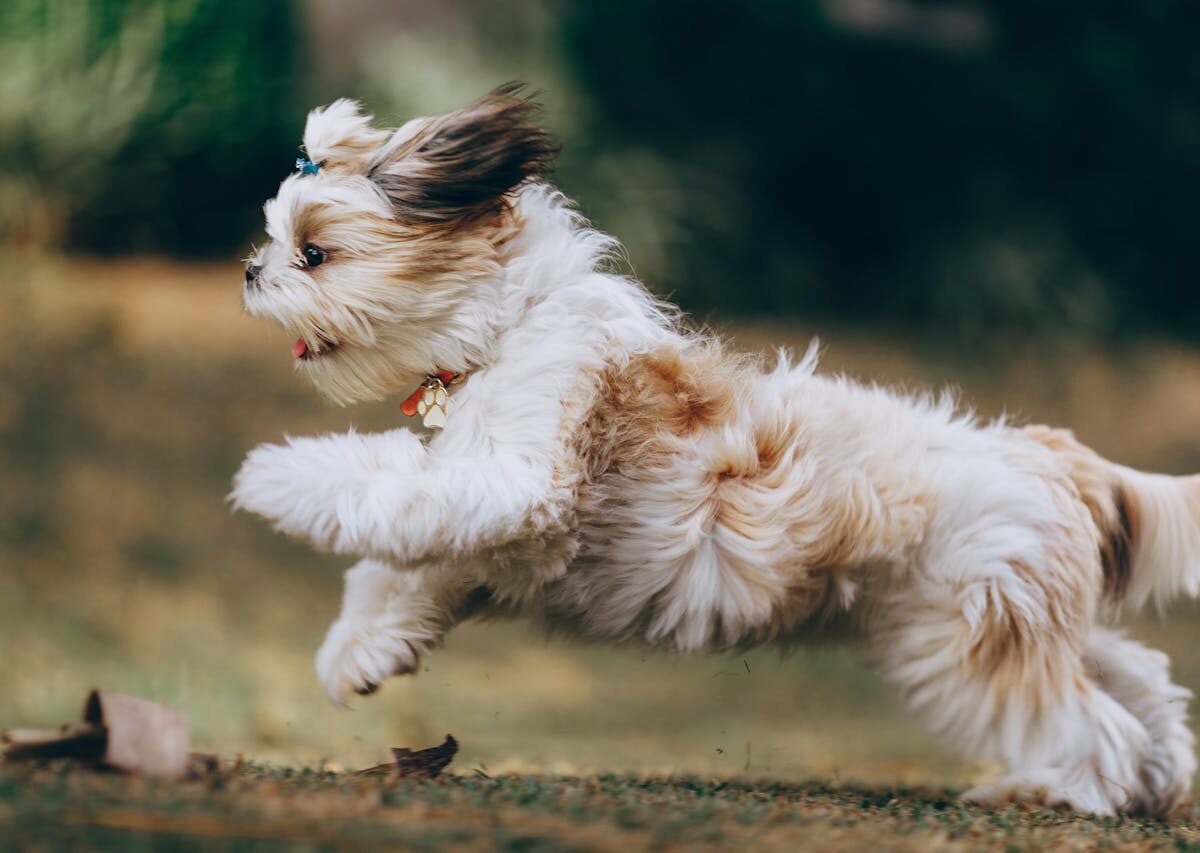 Qual a melhor ração para Shih Tzu